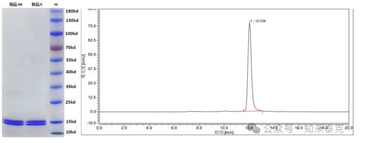 知禾泰克重组人IL2 知禾泰克重组人IL2